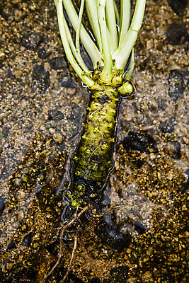 포토 JPG 주간 식재료 사람없음 야외 물 흙 고추냉이 강원도 철원 생와사비 국내포토 자연요소 한국 양념 파일형식