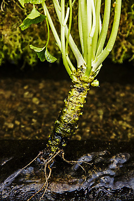 포토 JPG 주간 식재료 사람없음 야외 고추냉이 강원도 철원 생와사비 국내포토 자연요소 한국 양념 파일형식