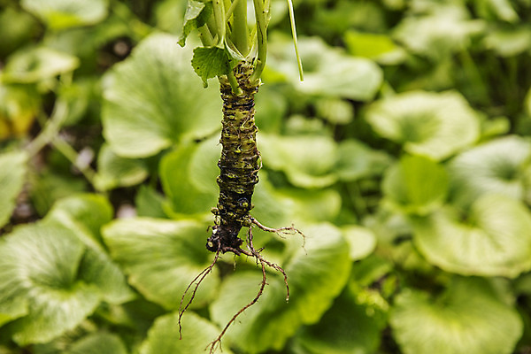 포토 JPG 주간 식재료 사람없음 야외 아웃포커스 고추냉이 강원도 철원 생와사비 국내포토 자연요소 한국 촬영기법 양념 파일형식