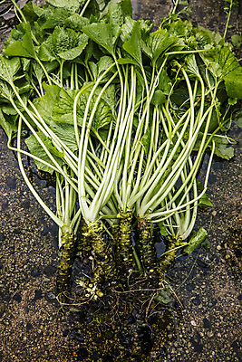 포토 JPG 주간 식재료 사람없음 야외 흙 고추냉이 강원도 철원 생와사비 국내포토 자연요소 한국 양념 파일형식