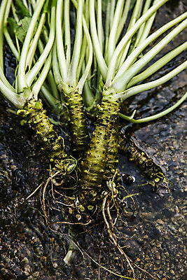 포토 JPG 주간 식재료 사람없음 야외 흙 고추냉이 강원도 철원 생와사비 국내포토 자연요소 한국 양념 파일형식