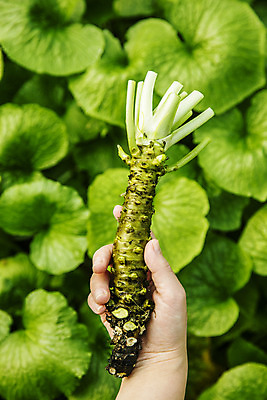포토 JPG 주간 손 잎 식재료 들기 야외 신체부위 고추냉이 강원도 철원 생와사비 국내포토 자연요소 식물 모션 한국 사람 양념 파일형식