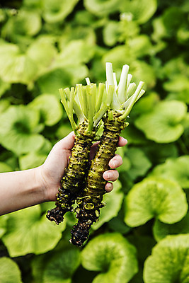 포토 JPG 주간 손 잎 식재료 들기 야외 아웃포커스 신체부위 고추냉이 강원도 철원 생와사비 국내포토 자연요소 식물 모션 한국 촬영기법 사람 양념 파일형식
