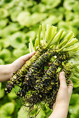 포토 JPG 주간 손 식재료 들기 야외 아웃포커스 신체부위 고추냉이 강원도 철원 생와사비 국내포토 자연요소 모션 한국 촬영기법 사람 양념 파일형식