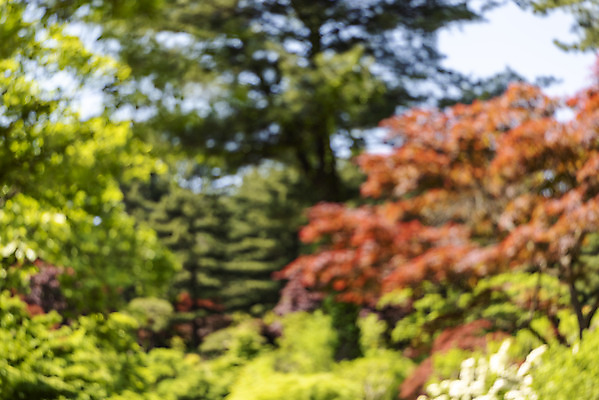 포토 JPG 주간 나무 백그라운드 자연 나뭇잎 풍경 사람없음 야외 아웃포커스 경기도 가평 국내포토 자연요소 식물 잎 한국 촬영기법 생태계 파일형식