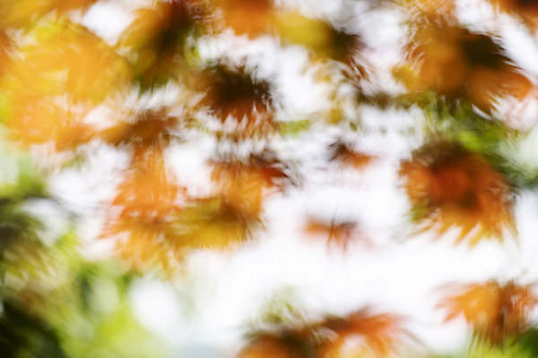 포토 JPG 주간 백그라운드 단풍 자연 풍경 사람없음 야외 아웃포커스 경기도 가평 국내포토 자연요소 잎 한국 촬영기법 생태계 파일형식