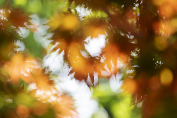 포토 JPG 주간 백그라운드 단풍 자연 풍경 사람없음 야외 아웃포커스 경기도 가평 국내포토 자연요소 잎 한국 촬영기법 생태계 파일형식