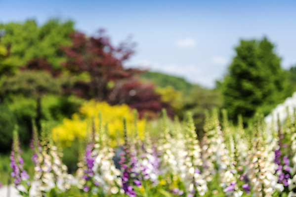 포토 JPG 주간 나무 백그라운드 꽃밭 자연 풍경 사람없음 야외 아웃포커스 경기도 가평 국내포토 자연요소 식물 꽃 한국 촬영기법 생태계 파일형식