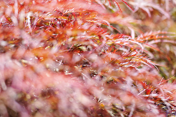 포토 JPG 주간 백그라운드 단풍 자연 풍경 사람없음 야외 아웃포커스 경기도 가평 국내포토 자연요소 잎 한국 촬영기법 생태계 파일형식