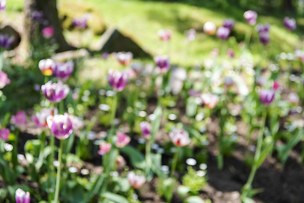 포토 JPG 주간 백그라운드 자연 풍경 사람없음 야외 아웃포커스 튤립 경기도 가평 국내포토 자연요소 꽃 한국 촬영기법 생태계 파일형식