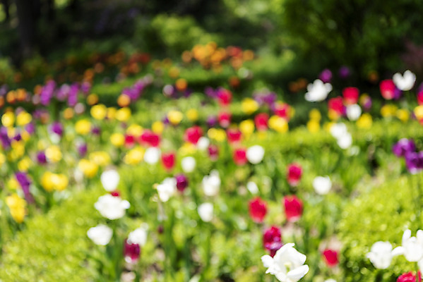 포토 JPG 주간 백그라운드 자연 풍경 사람없음 야외 아웃포커스 튤립 경기도 가평 국내포토 자연요소 꽃 한국 촬영기법 생태계 파일형식