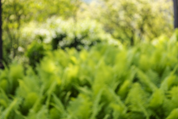 포토 JPG 주간 백그라운드 잎 자연 풍경 사람없음 야외 아웃포커스 경기도 가평 국내포토 자연요소 식물 한국 촬영기법 생태계 파일형식