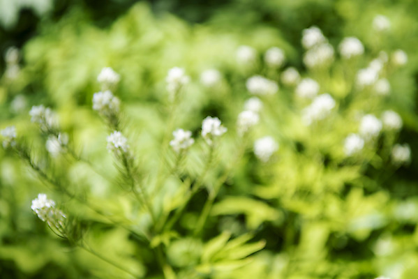 포토 JPG 주간 백그라운드 자연 풍경 사람없음 야외 아웃포커스 들꽃 경기도 가평 국내포토 자연요소 꽃 한국 촬영기법 생태계 파일형식