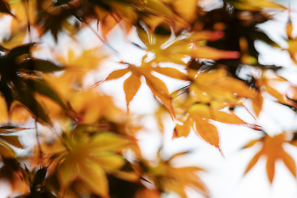 포토 JPG 주간 백그라운드 단풍 자연 풍경 사람없음 야외 아웃포커스 경기도 가평 국내포토 자연요소 잎 한국 촬영기법 생태계 파일형식