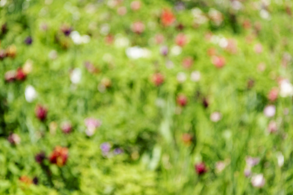 포토 JPG 주간 백그라운드 자연 풍경 사람없음 야외 아웃포커스 튤립 경기도 가평 국내포토 자연요소 꽃 한국 촬영기법 생태계 파일형식
