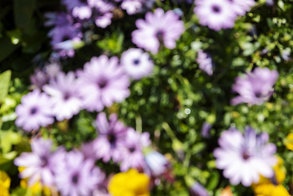 포토 JPG 주간 백그라운드 자연 풍경 사람없음 야외 아웃포커스 경기도 가평 구절초 국내포토 자연요소 꽃 한국 촬영기법 생태계 파일형식