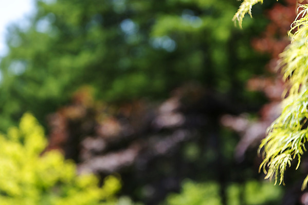 포토 JPG 주간 백그라운드 잎 자연 풍경 사람없음 야외 아웃포커스 경기도 가평 국내포토 자연요소 식물 한국 촬영기법 생태계 파일형식