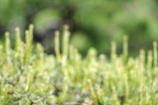 포토 JPG 주간 백그라운드 자연 풍경 사람없음 야외 아웃포커스 경기도 가평 국내포토 자연요소 한국 촬영기법 생태계 파일형식