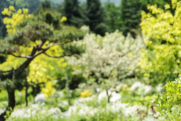 포토 JPG 주간 나무 백그라운드 자연 풍경 사람없음 야외 아웃포커스 경기도 가평 국내포토 자연요소 식물 한국 촬영기법 생태계 파일형식