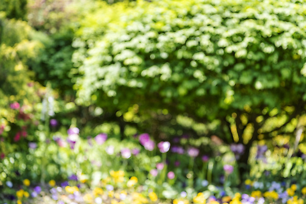 포토 JPG 주간 나무 백그라운드 자연 풍경 사람없음 야외 아웃포커스 경기도 가평 국내포토 자연요소 식물 한국 촬영기법 생태계 파일형식