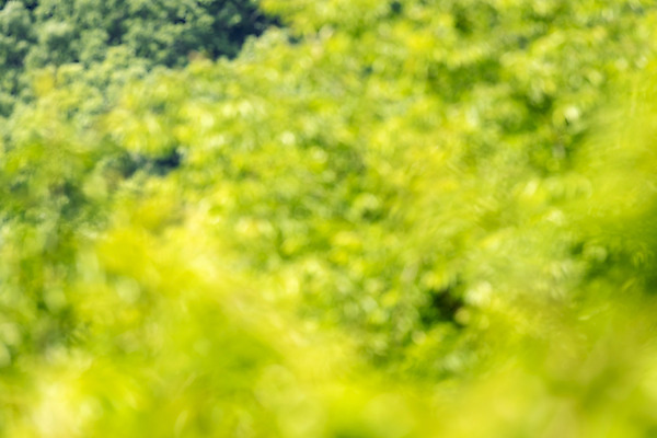 포토 JPG 주간 백그라운드 자연 풍경 사람없음 야외 아웃포커스 경기도 가평 국내포토 자연요소 한국 촬영기법 생태계 파일형식