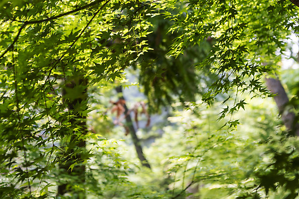 포토 JPG 주간 백그라운드 단풍 자연 단풍나무 풍경 사람없음 야외 아웃포커스 경기도 가평 국내포토 자연요소 나무 잎 한국 촬영기법 생태계 파일형식