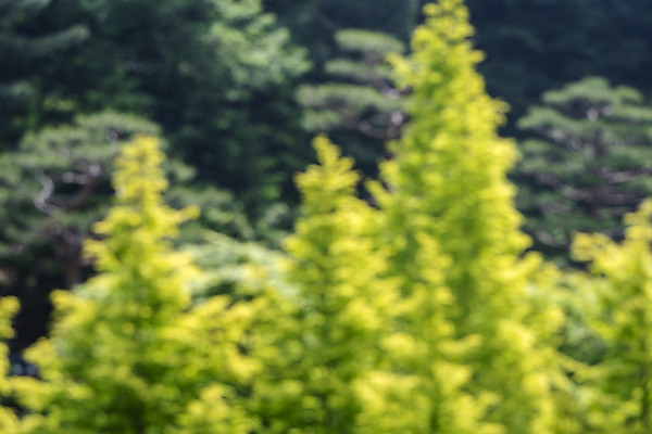 포토 JPG 주간 나무 백그라운드 자연 나뭇잎 풍경 사람없음 야외 아웃포커스 경기도 가평 국내포토 자연요소 식물 잎 한국 촬영기법 생태계 파일형식