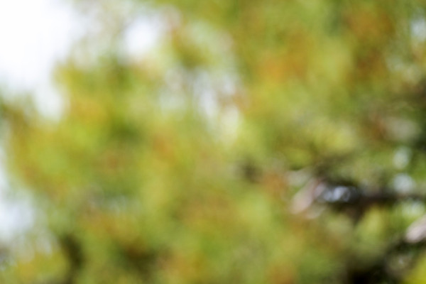 포토 JPG 주간 백그라운드 자연 풍경 사람없음 야외 아웃포커스 경기도 가평 국내포토 자연요소 한국 촬영기법 생태계 파일형식