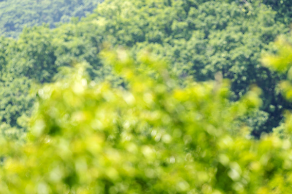 포토 JPG 주간 백그라운드 자연 나뭇잎 풍경 사람없음 야외 아웃포커스 경기도 가평 국내포토 자연요소 잎 한국 촬영기법 생태계 파일형식