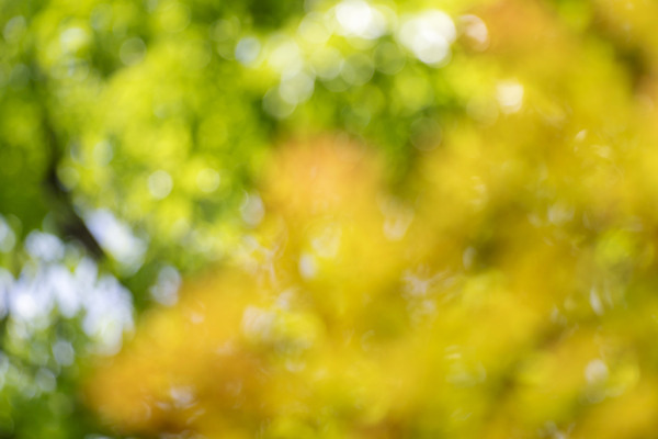 포토 JPG 주간 백그라운드 자연 풍경 사람없음 야외 아웃포커스 경기도 가평 국내포토 자연요소 한국 촬영기법 생태계 파일형식