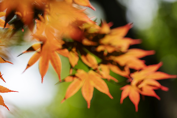 포토 JPG 주간 백그라운드 단풍 자연 풍경 사람없음 야외 아웃포커스 경기도 가평 국내포토 자연요소 잎 한국 촬영기법 생태계 파일형식