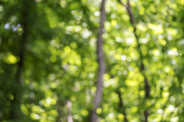 포토 JPG 주간 나무 백그라운드 자연 풍경 사람없음 야외 아웃포커스 경기도 가평 국내포토 자연요소 식물 한국 촬영기법 생태계 파일형식