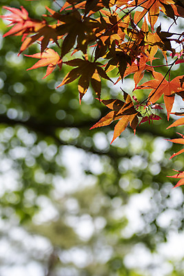 포토 JPG 주간 백그라운드 단풍 자연 풍경 사람없음 야외 아웃포커스 경기도 가평 국내포토 자연요소 잎 한국 촬영기법 생태계 파일형식