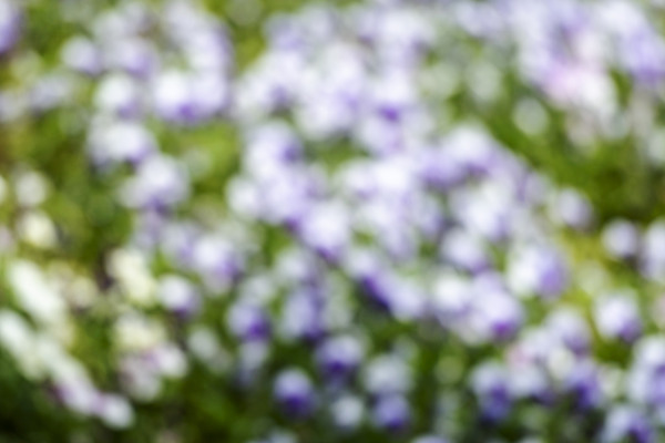 포토 JPG 주간 백그라운드 자연 풍경 사람없음 야외 아웃포커스 경기도 가평 국내포토 자연요소 한국 촬영기법 생태계 파일형식