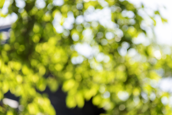 포토 JPG 주간 백그라운드 자연 풍경 사람없음 야외 아웃포커스 경기도 가평 국내포토 자연요소 한국 촬영기법 생태계 파일형식