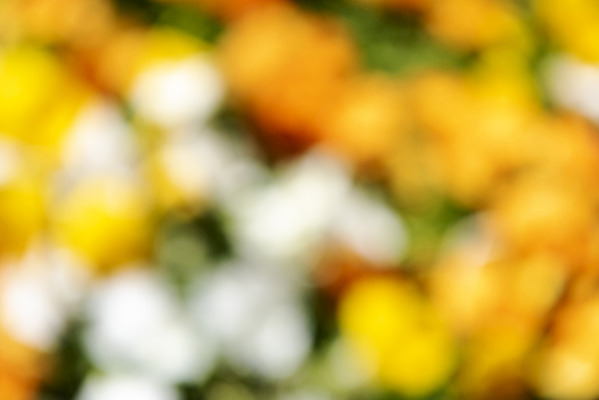 포토 JPG 주간 백그라운드 자연 풍경 사람없음 야외 아웃포커스 경기도 가평 국내포토 자연요소 한국 촬영기법 생태계 파일형식