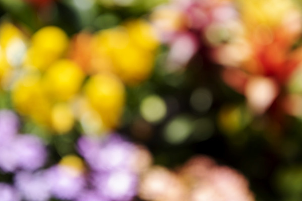 포토 JPG 주간 백그라운드 자연 풍경 사람없음 야외 아웃포커스 경기도 가평 국내포토 자연요소 한국 촬영기법 생태계 파일형식