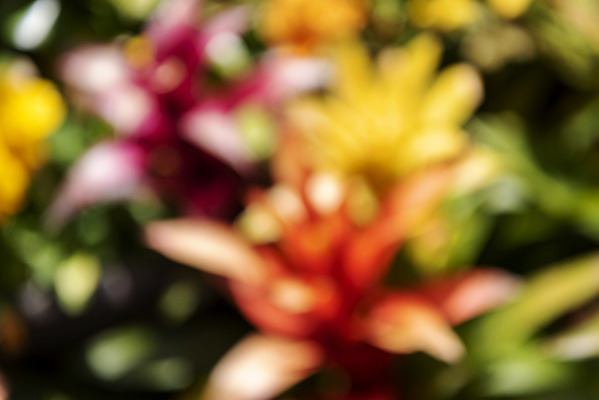 포토 JPG 주간 꽃 백그라운드 자연 풍경 사람없음 야외 아웃포커스 경기도 가평 국내포토 자연요소 식물 한국 촬영기법 생태계 파일형식