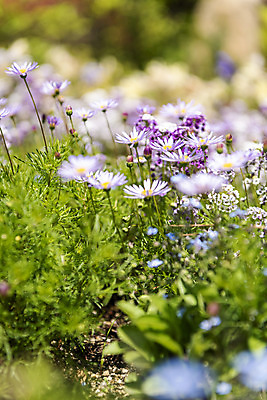 포토 JPG 주간 백그라운드 자연 풍경 사람없음 야외 아웃포커스 경기도 가평 구절초 국내포토 자연요소 꽃 한국 촬영기법 생태계 파일형식