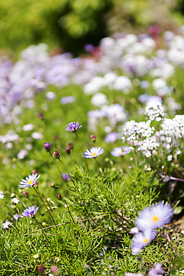 포토 JPG 주간 백그라운드 자연 풍경 사람없음 야외 아웃포커스 경기도 가평 구절초 국내포토 자연요소 꽃 한국 촬영기법 생태계 파일형식