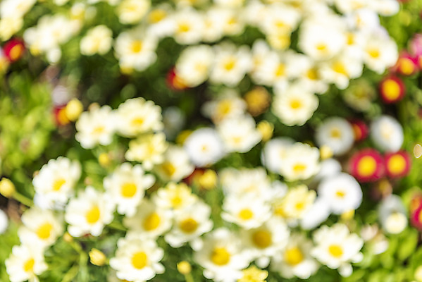 포토 JPG 주간 백그라운드 자연 풍경 사람없음 야외 아웃포커스 경기도 가평 구절초 국내포토 자연요소 꽃 한국 촬영기법 생태계 파일형식