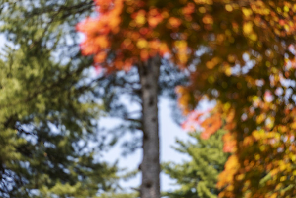 포토 JPG 주간 나무 백그라운드 단풍 자연 풍경 사람없음 야외 아웃포커스 경기도 가평 국내포토 자연요소 식물 잎 한국 촬영기법 생태계 파일형식