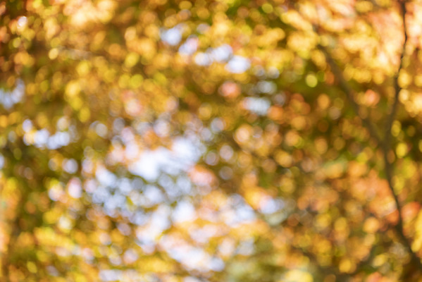 포토 JPG 주간 백그라운드 단풍 자연 풍경 사람없음 야외 아웃포커스 경기도 가평 국내포토 자연요소 잎 한국 촬영기법 생태계 파일형식