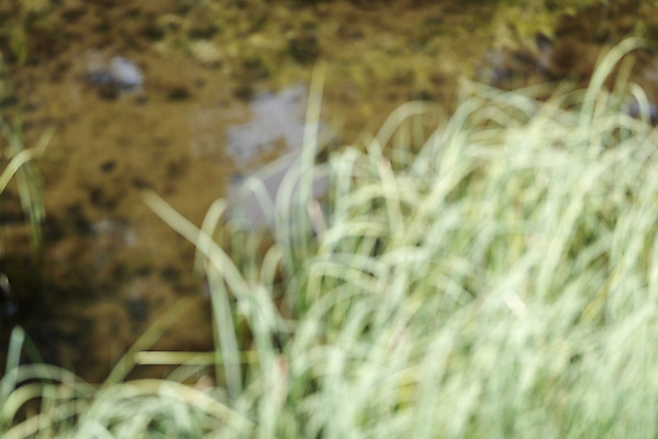 포토 JPG 주간 백그라운드 자연 풍경 사람없음 야외 아웃포커스 물 풀 경기도 가평 국내포토 자연요소 식물 한국 촬영기법 생태계 파일형식