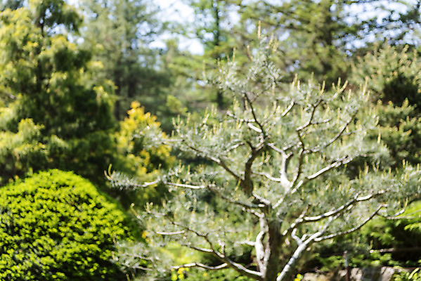 포토 JPG 주간 백그라운드 자연 풍경 사람없음 야외 아웃포커스 소나무 경기도 가평 국내포토 자연요소 나무 한국 촬영기법 생태계 파일형식