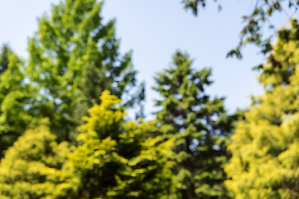 포토 JPG 주간 나무 백그라운드 자연 나뭇잎 풍경 사람없음 야외 아웃포커스 경기도 가평 국내포토 자연요소 식물 잎 한국 촬영기법 생태계 파일형식