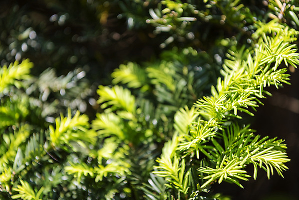 포토 JPG 주간 백그라운드 자연 풍경 사람없음 야외 아웃포커스 솔잎 경기도 가평 국내포토 자연요소 잎 한국 촬영기법 생태계 파일형식