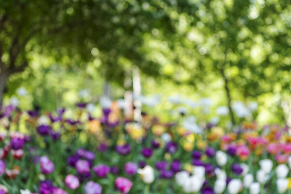 포토 JPG 주간 백그라운드 자연 풍경 사람없음 야외 아웃포커스 튤립 경기도 가평 국내포토 자연요소 꽃 한국 촬영기법 생태계 파일형식