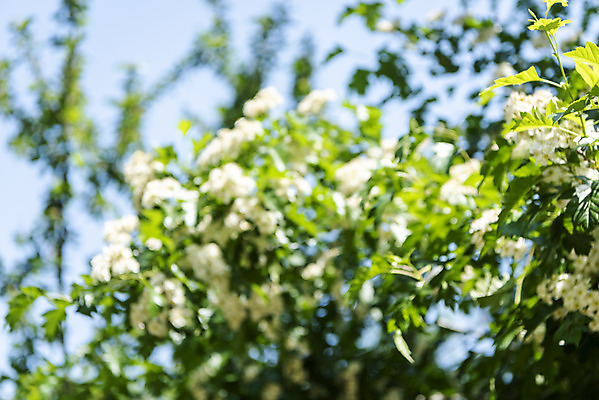 포토 JPG 주간 나무 백그라운드 자연 풍경 사람없음 야외 아웃포커스 경기도 가평 국내포토 자연요소 식물 한국 촬영기법 생태계 파일형식