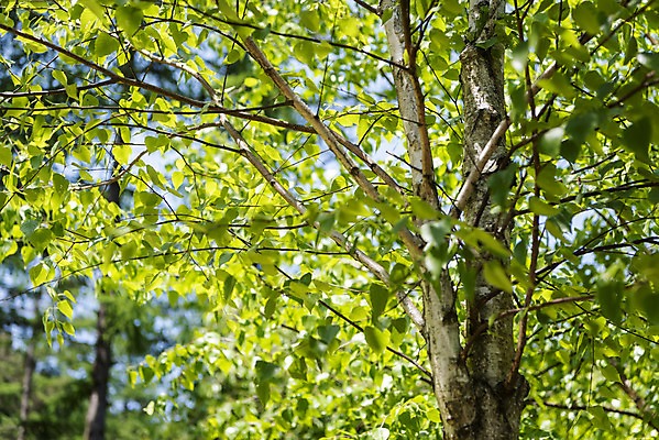 포토 JPG 주간 나무 백그라운드 자연 풍경 사람없음 야외 아웃포커스 경기도 가평 국내포토 자연요소 식물 한국 촬영기법 생태계 파일형식